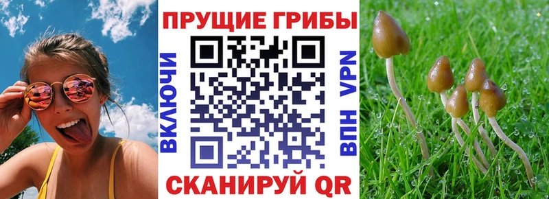 Галлюциногенные грибы мухоморы где купить Новороссийск